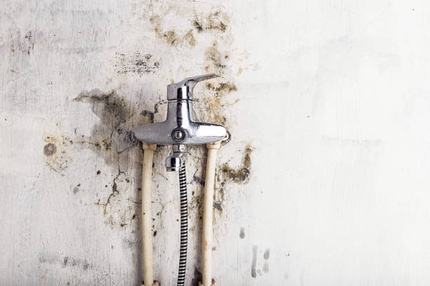 Best Toxic Mold Removal  in Gold Canyon, AZ