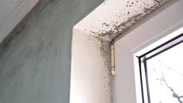 Best Attic Mold Removal  in Gold Canyon, AZ