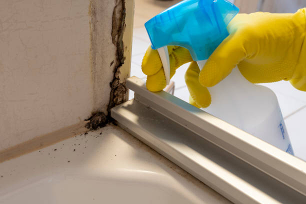 Attic Mold Removal in Gold Canyon, AZ
