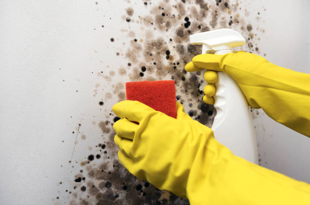 Best Mold Damage Repair  in Gold Canyon, AZ