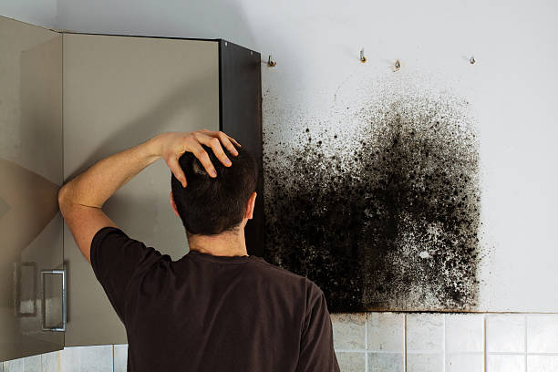 Professional Mold Removal in Gold Canyon, AZ